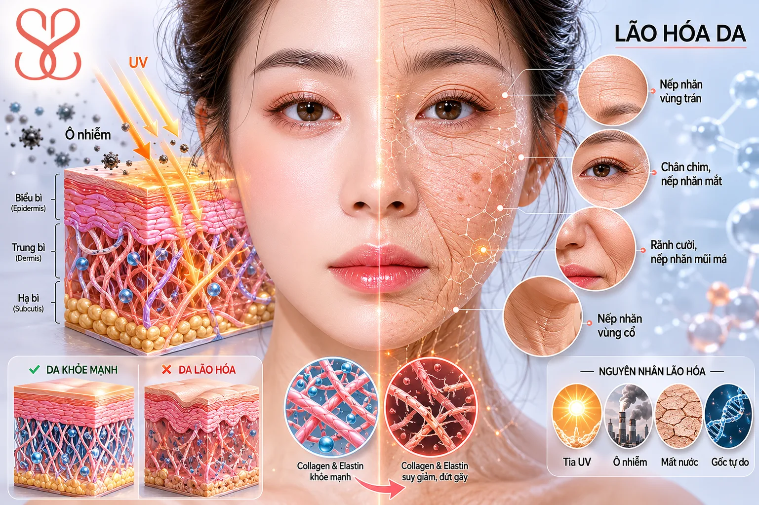 Các loại nếp nhăn trên mặt là gì? Vì sao chúng hình thành?